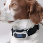 Colar com GPS Aumenta Segurança dos Animais Domésticos