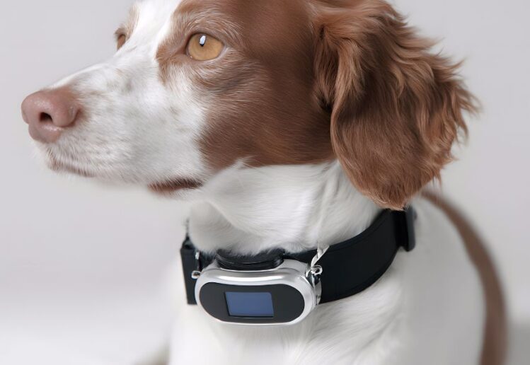 Colar com GPS Aumenta Segurança dos Animais Domésticos
