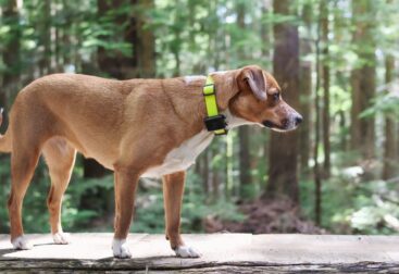 Localizadores para Animais: Tecnologia para Segurança e Tranquilidade