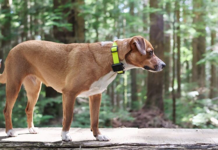 Localizadores para Animais: Tecnologia para Segurança e Tranquilidade
