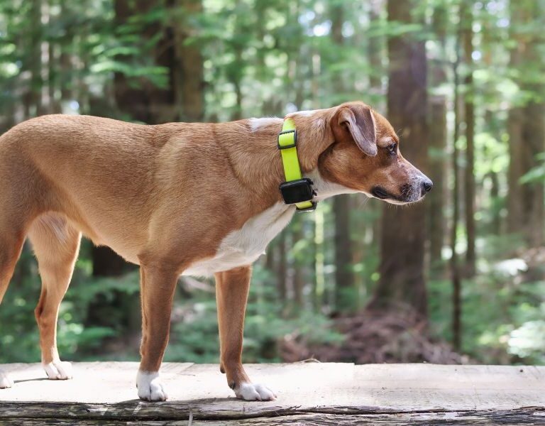 Localizadores para Animais: Tecnologia para Segurança e Tranquilidade